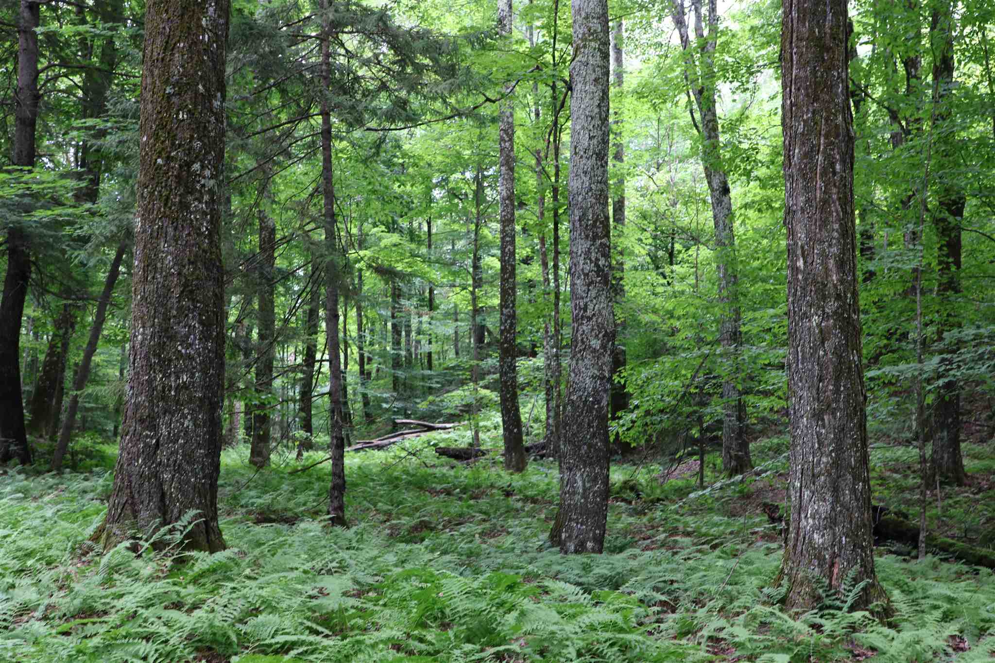 0 Braintree Hill Road Braintree, VT 05060 - Photo 6 of 10