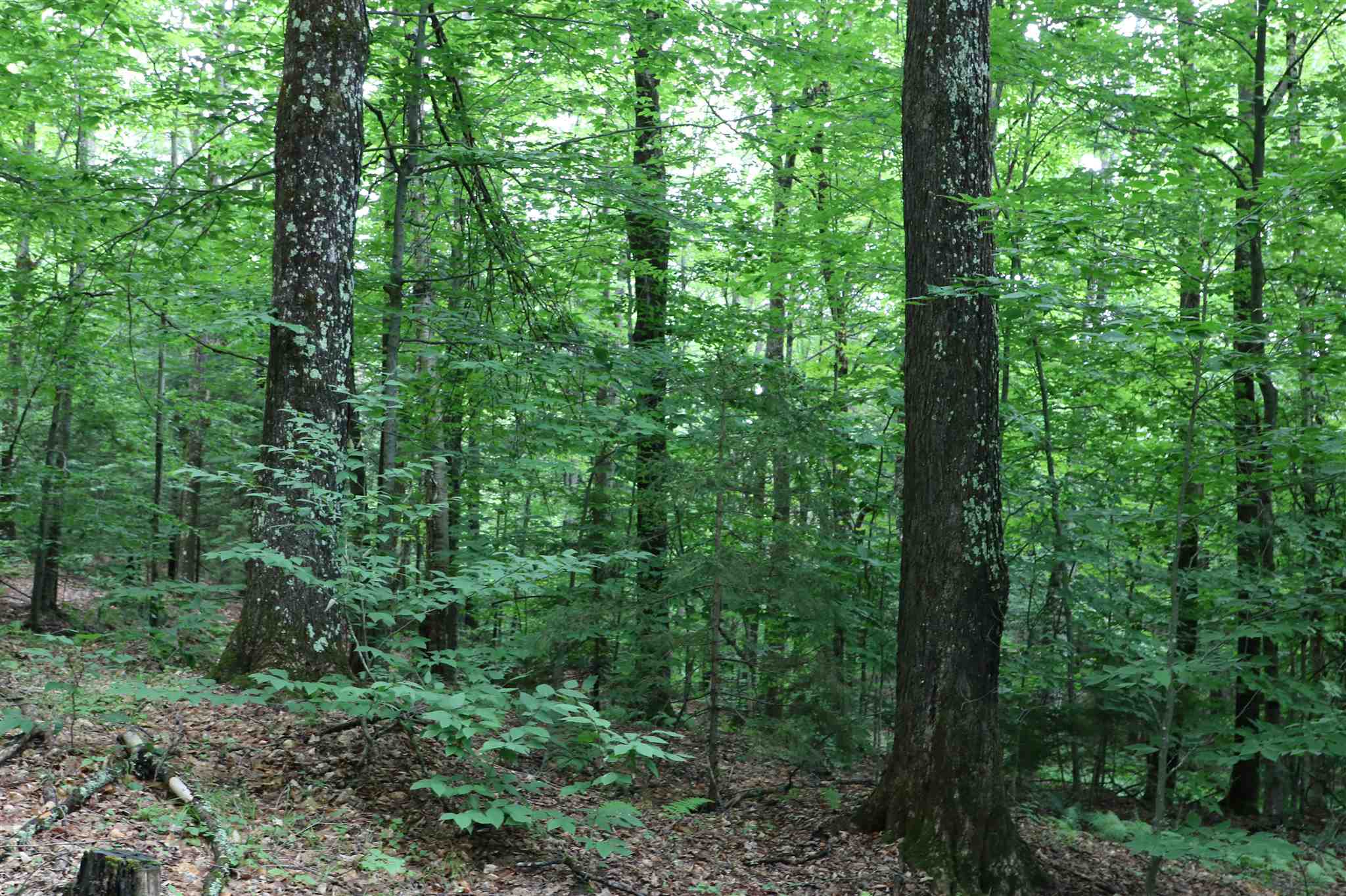 0 Braintree Hill Road Braintree, VT 05060 - Photo 7 of 10