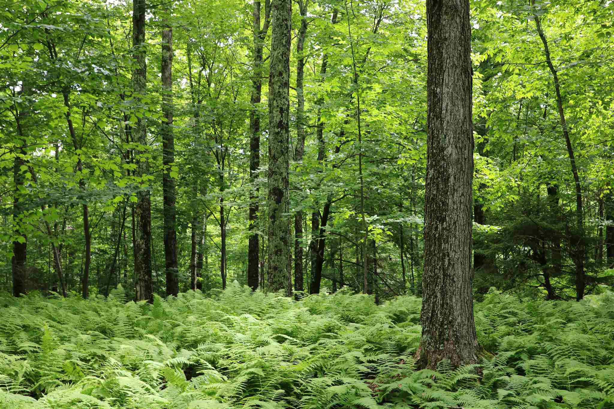 0 Braintree Hill Road Braintree, VT 05060 - Photo 8 of 10