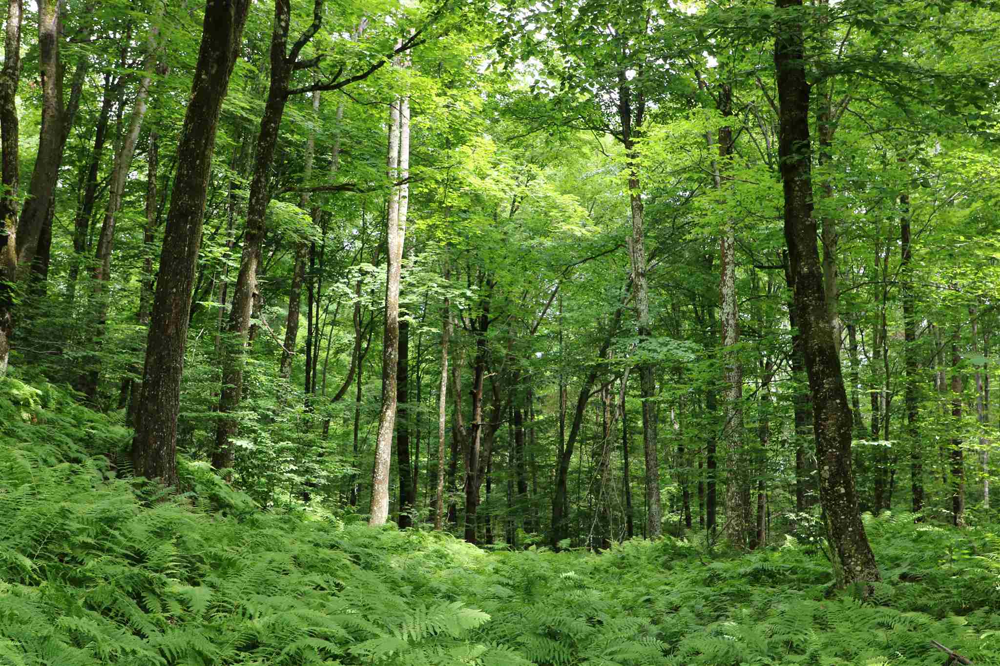 0 Braintree Hill Road Braintree, VT 05060 - Photo 9 of 10