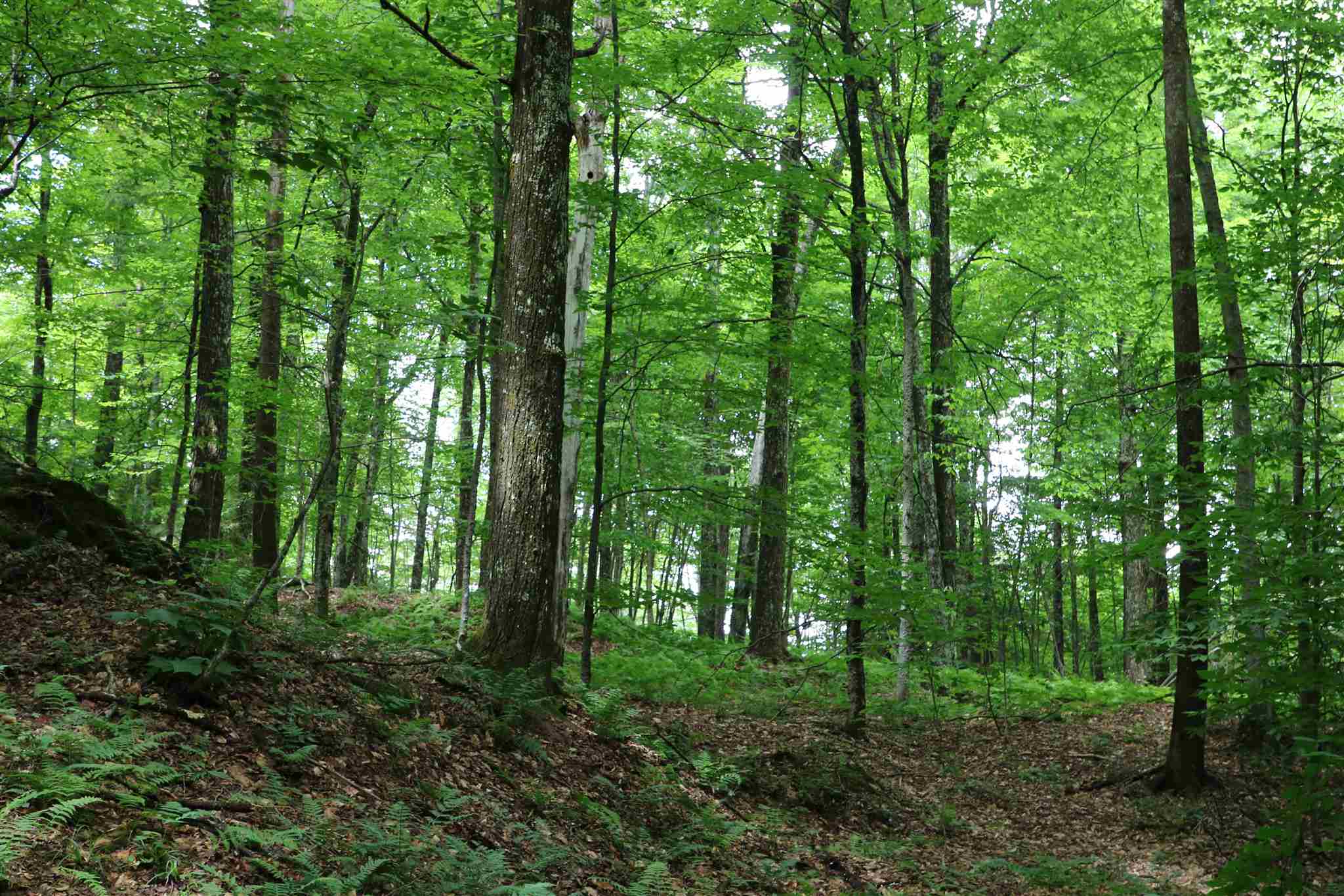 0 Braintree Hill Road Braintree, VT 05060 - Photo 10 of 10