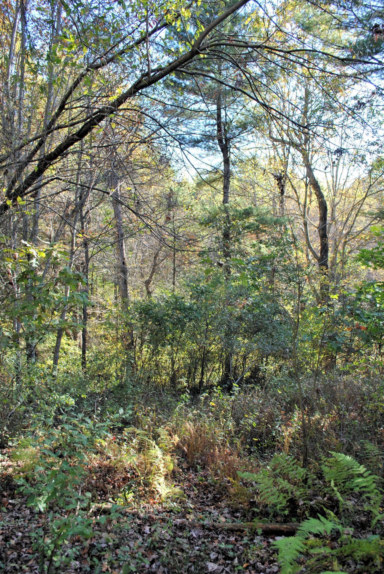 775 Weeks Road Northwest Floyd, VA 24091 - Photo 50 of 52 Wooded Area Leads To Creek
