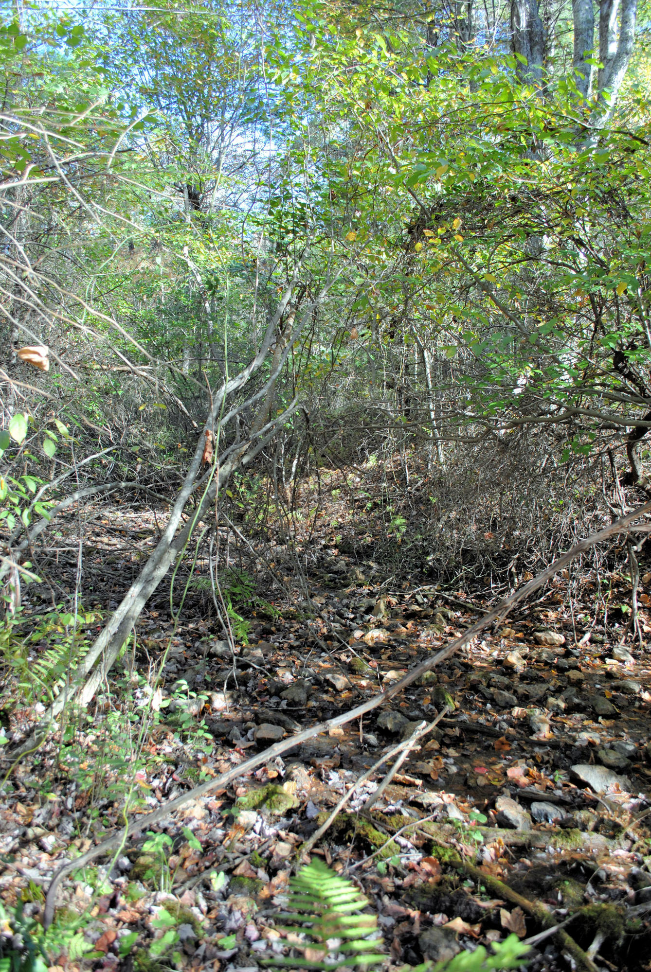 775 Weeks Road Northwest Floyd, VA 24091 - Photo 51 of 52 Wooded Area Leads To Creek