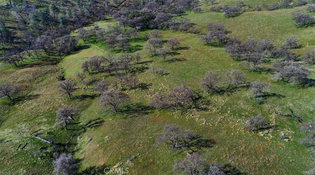 160 Cotton Creek Road Mariposa, CA 95338 - Photo 17 of 22 a view of a lush green forest with lots of trees