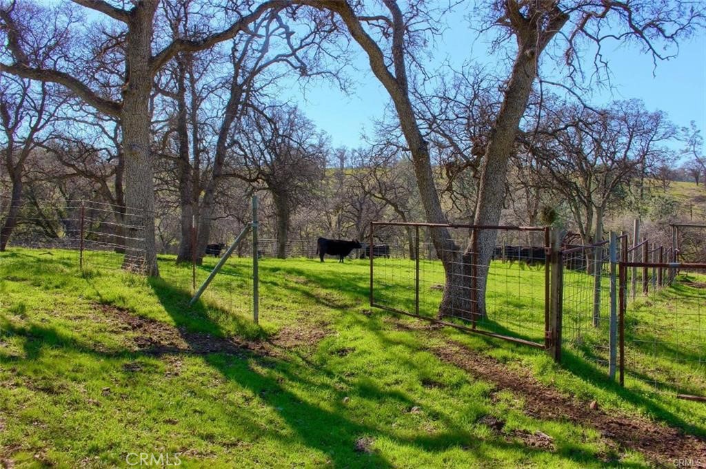 160 Cotton Creek Road Mariposa, CA 95338 - Photo 3 of 22 a view of a park with large trees