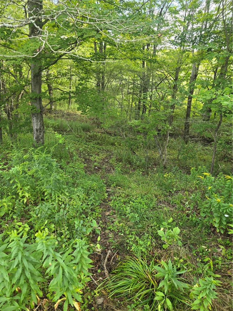 Potter Road Greenwood, NY 14839 - Photo 12 of 26