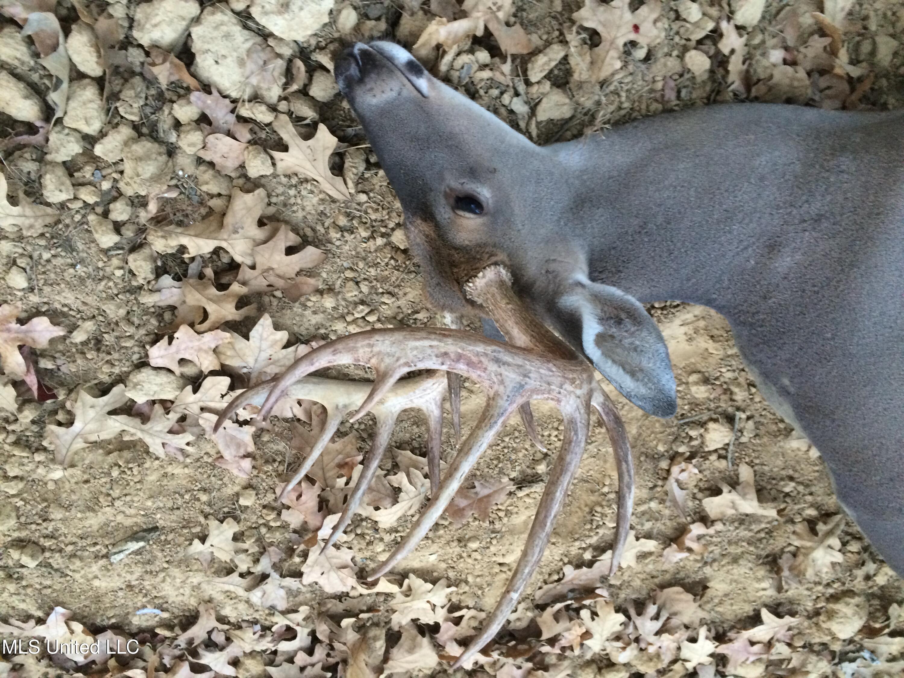 Vfw Road Grenada, MS 38901 - Photo 14 of 15 IMG_1085 copy