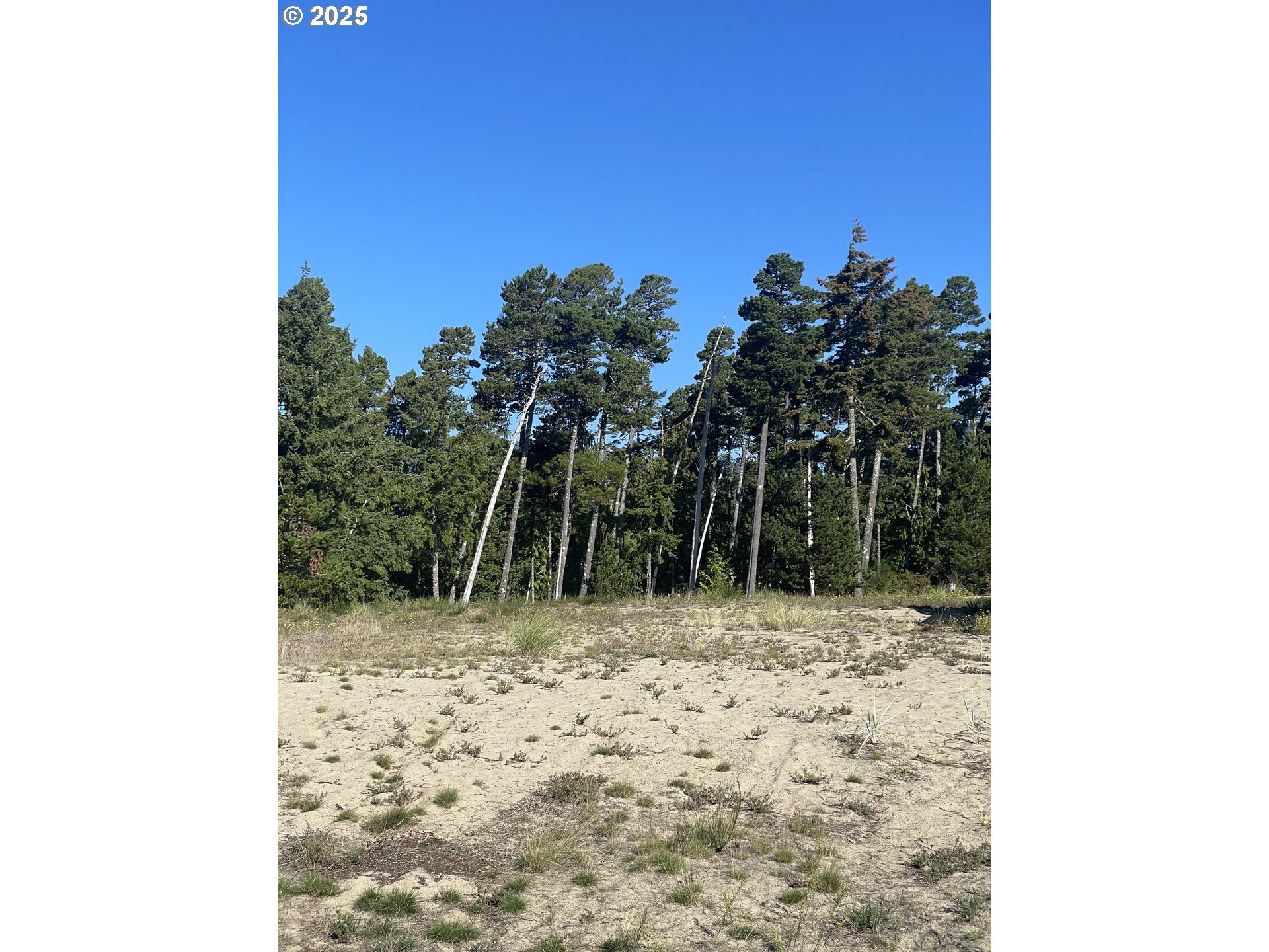 a view of a yard with trees in front of it