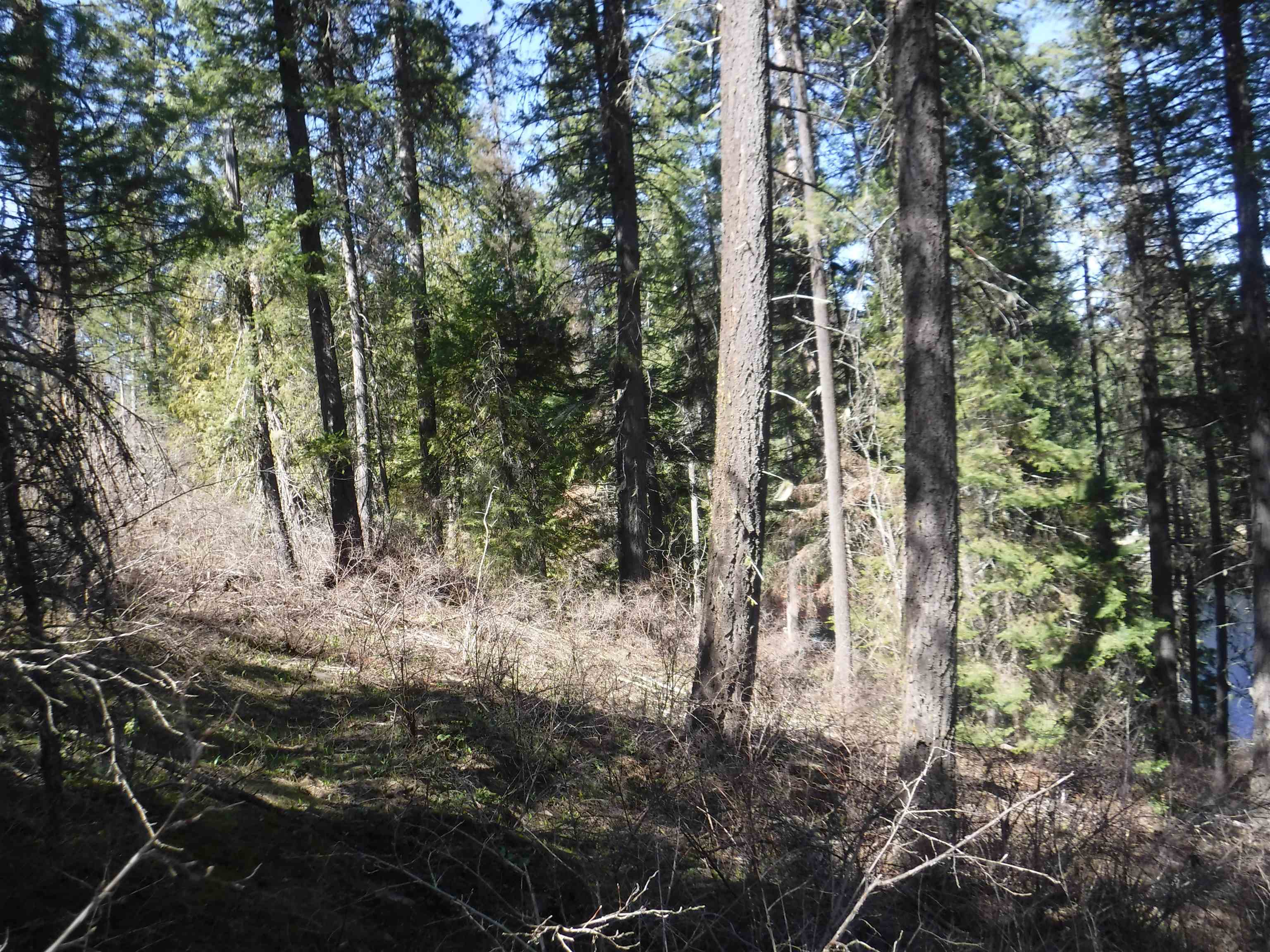 Xx Davis Lake Road Usk, WA 99180 - Photo 6 of 21 Gallery Image 6