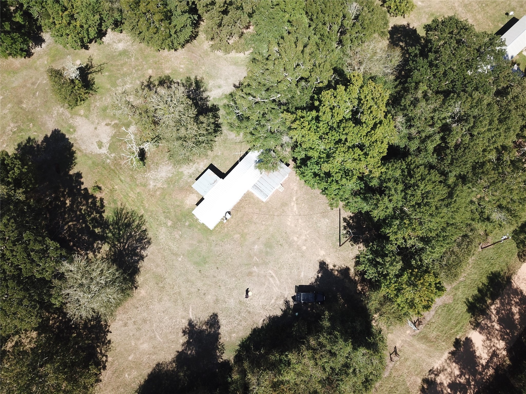 a close up of a tree in a forest