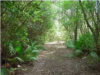 2.8-ac Turkey Track Street Crestview, FL 32539 - Photo 1 of 1 a view of a yard with a tree