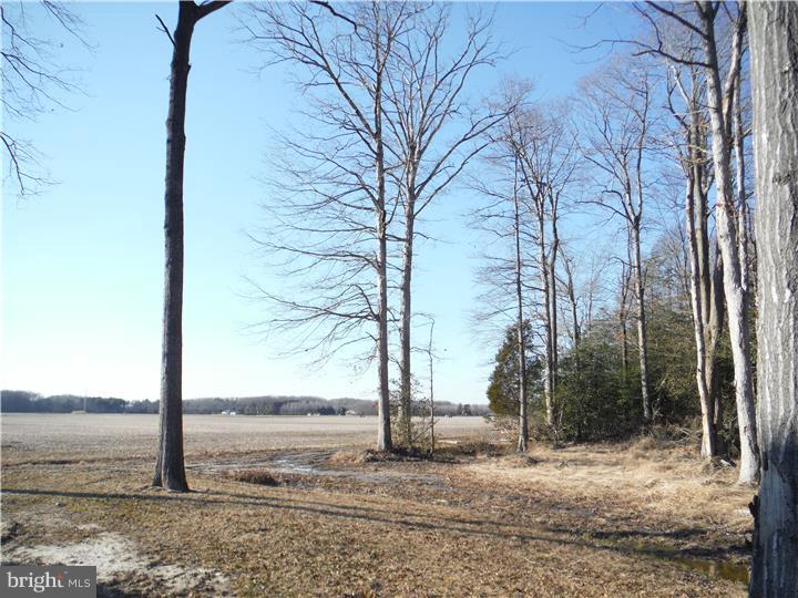 3418 Hopkins Cemetery Road Harrington, DE 19952 - Photo 22 of 25 Gallery Image 22
