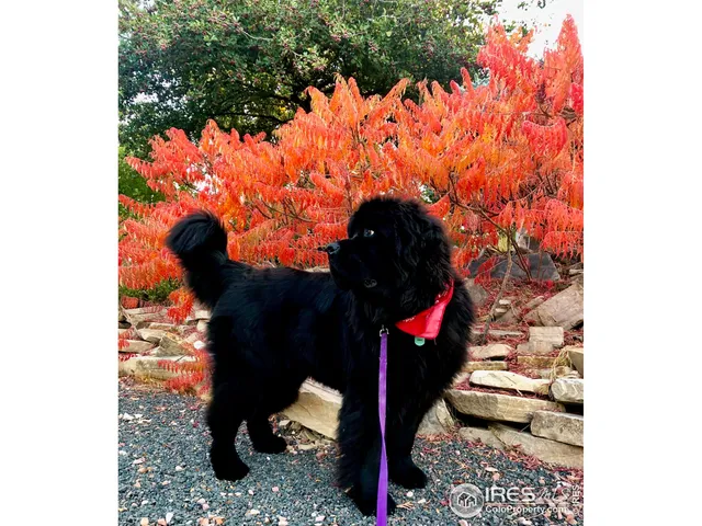 $1,030,000 | 5360 Lighthouse Point Court, Loveland, CO 80537