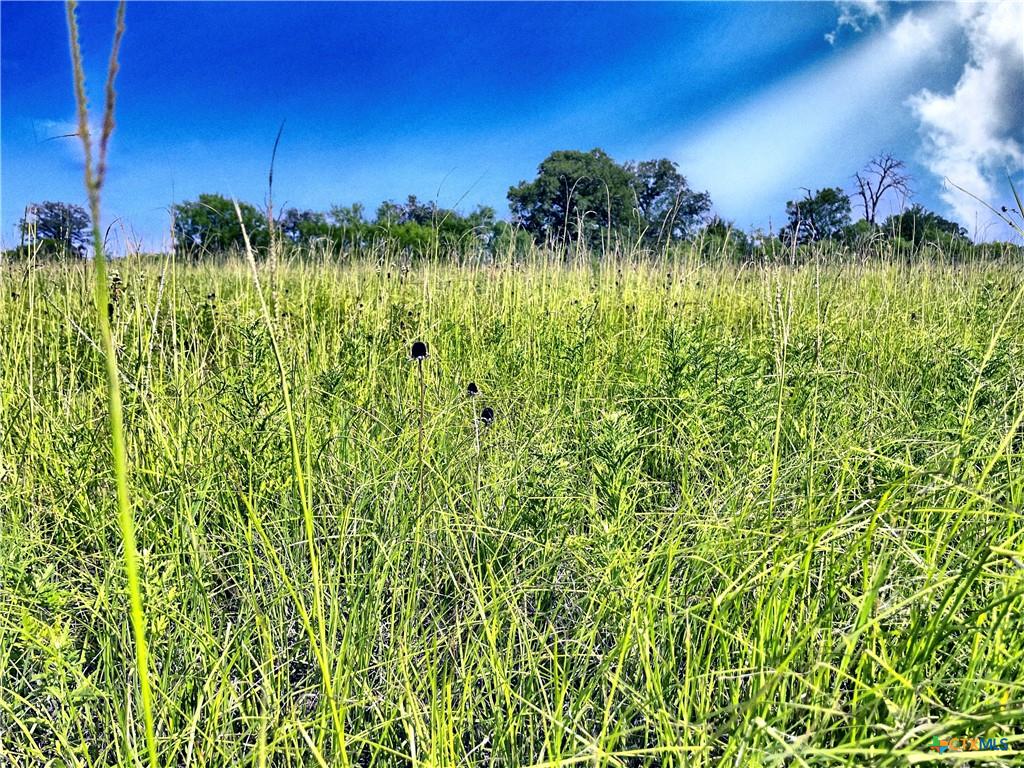 5350 Soda Springs Road Luling, TX 78648 - Photo 6 of 8 View of local wilderness