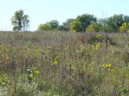 7744 West Judson Road Polo, IL 61064 - Photo 6 of 11 a view of a forest with large trees