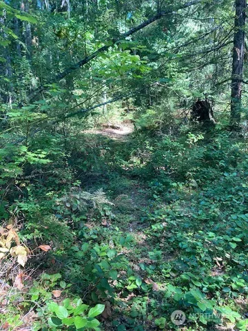 a view of a lush green forest with lots of trees