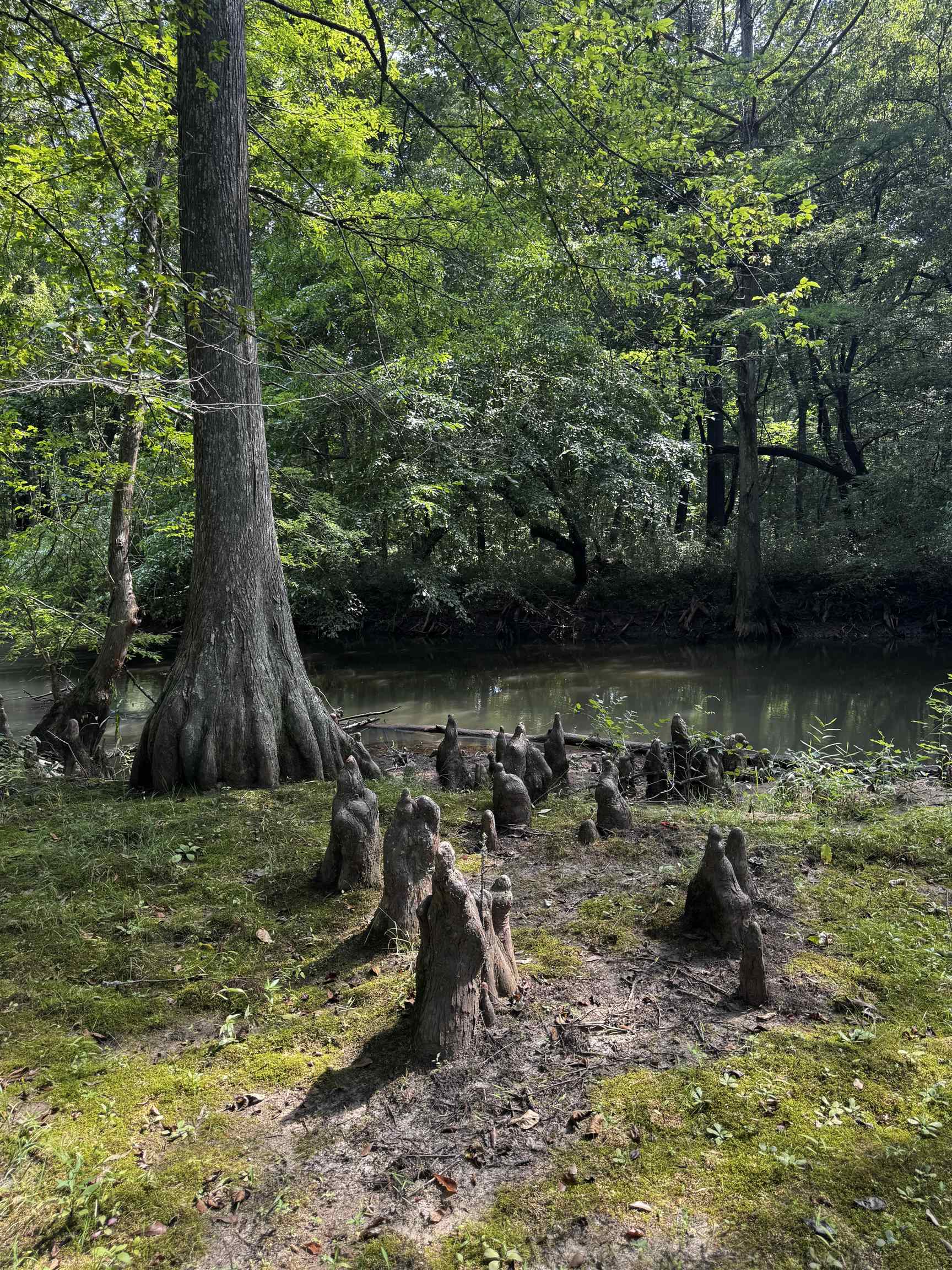 2895 Sain Road Bolivar, TN 38008 - Photo 34 of 36 a view of a lake with a bench
