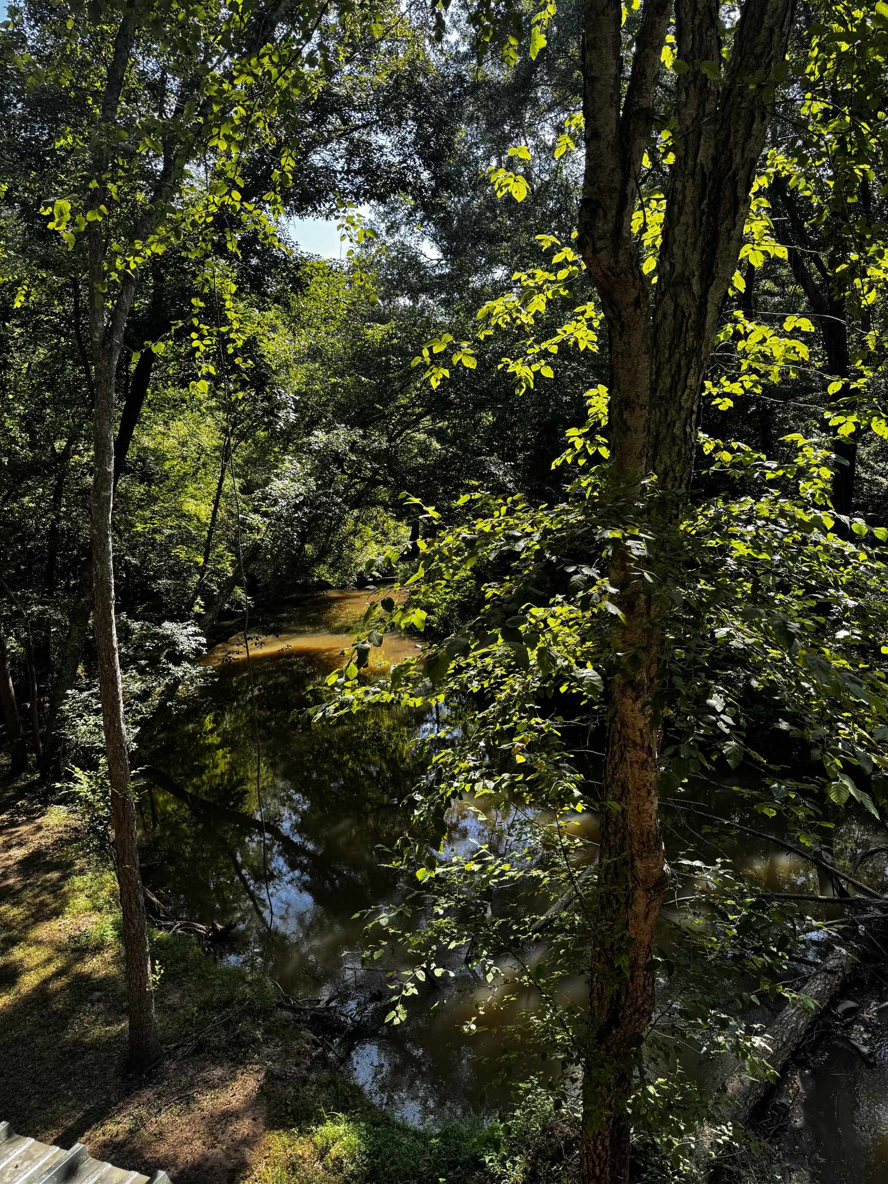 2895 Sain Road Bolivar, TN 38008 - Photo 35 of 36 a view of tree