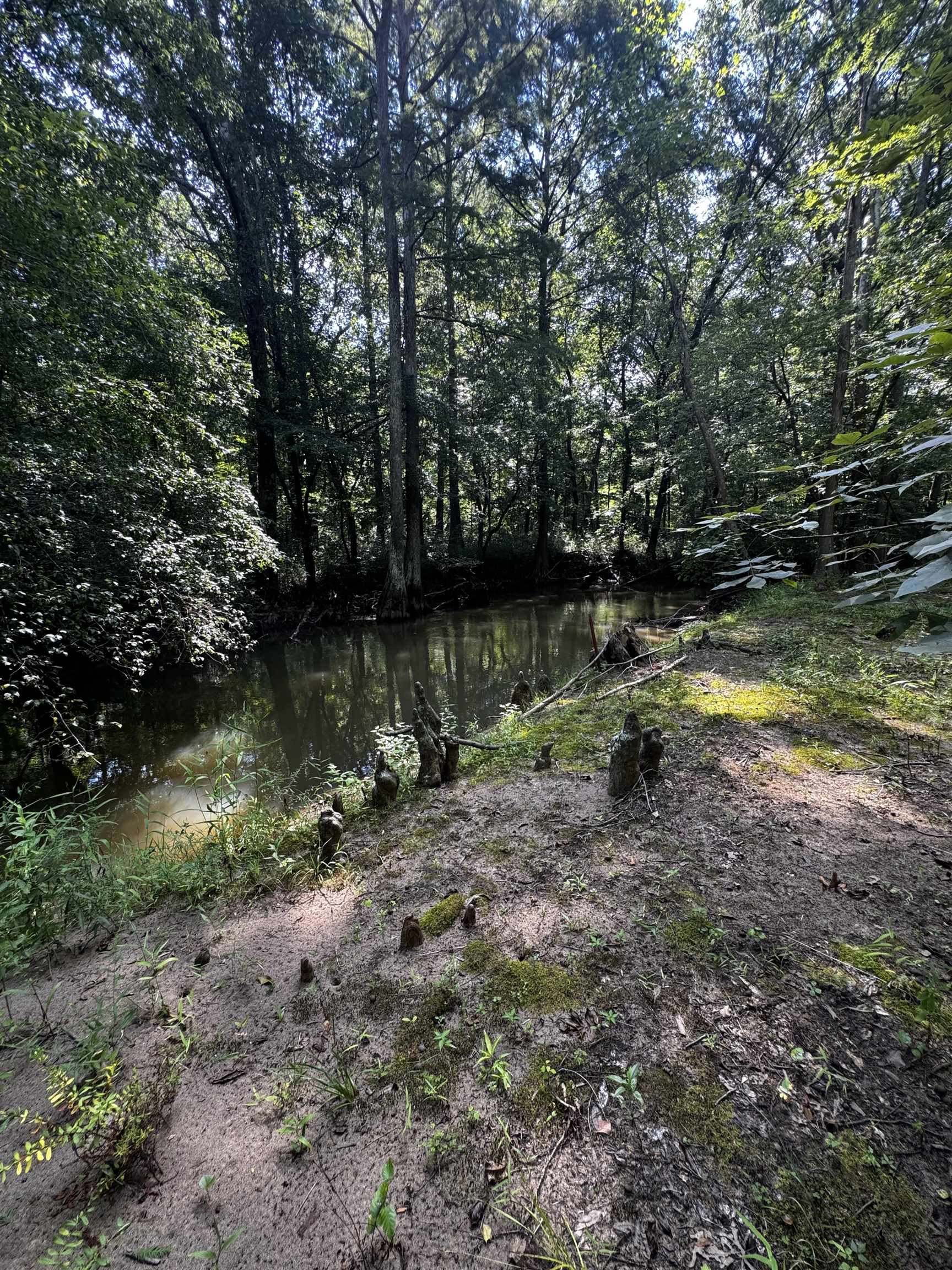 2895 Sain Road Bolivar, TN 38008 - Photo 36 of 36 a view of a lake with a tree