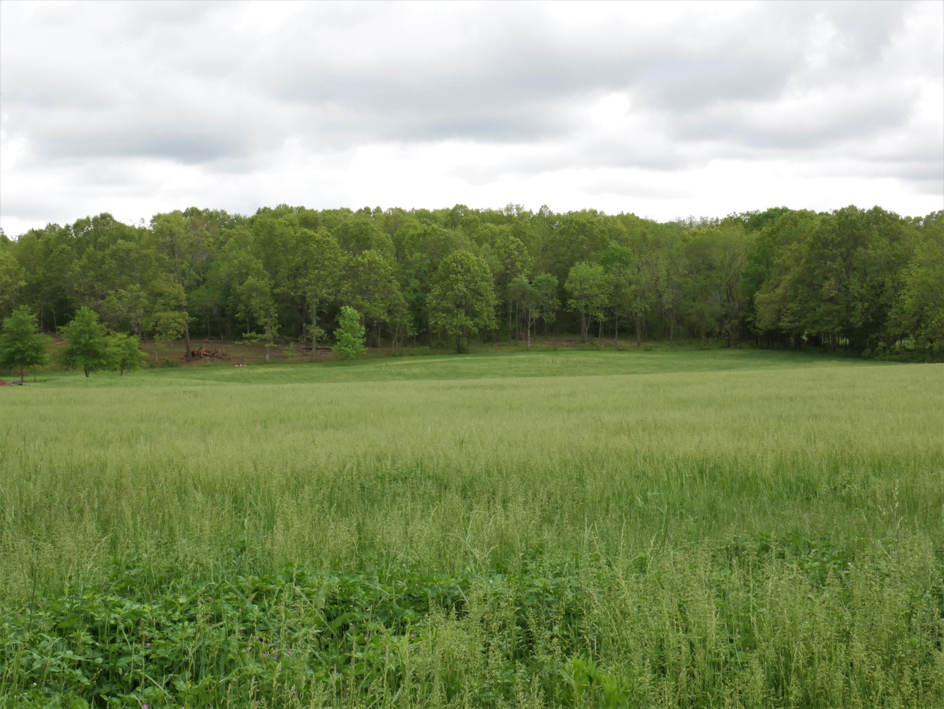 Tbd Holt Spring Road Crane, MO 65633 - Photo 1 of 1 P1010688