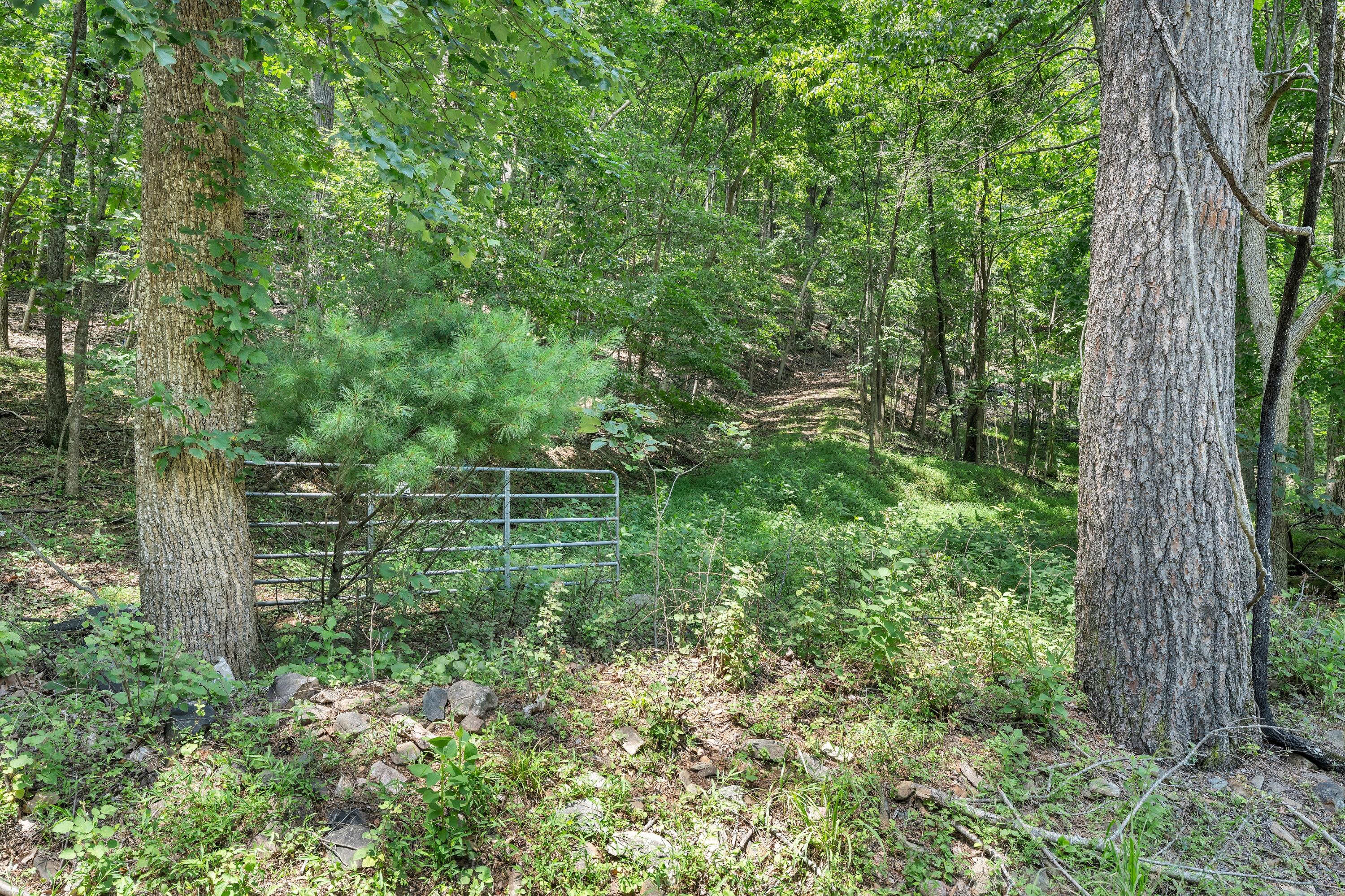 6133 Poor Mountain Road Salem, VA 24153 - Photo 6 of 19 a view of a lush green forest