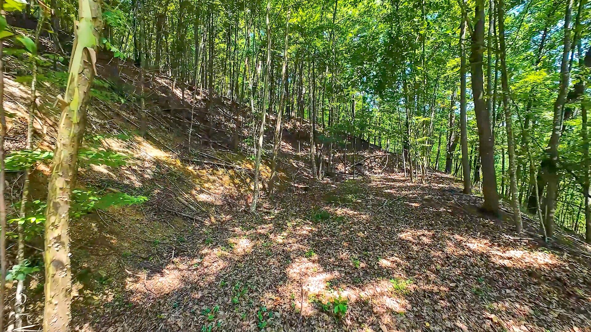 6133 Poor Mountain Road Salem, VA 24153 - Photo 7 of 19 a view of forest