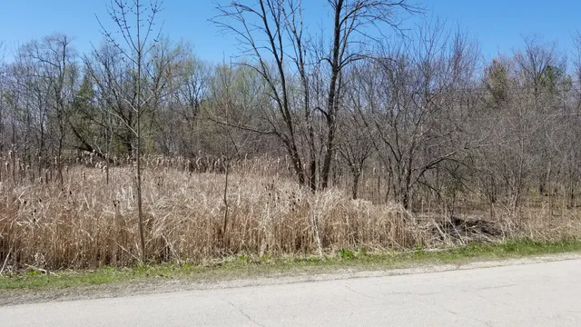 a view of a pathway covered with tall trees