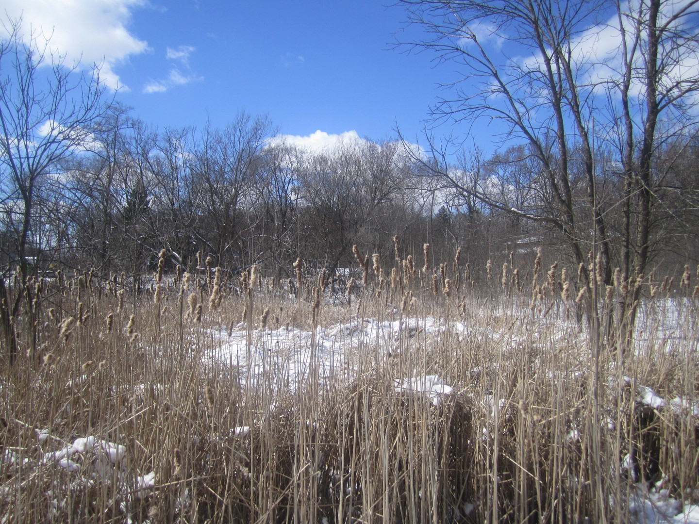 27-w0s Roosevelt Road Wheaton, IL 60189 - Photo 4 of 6 a view of a forest of a house