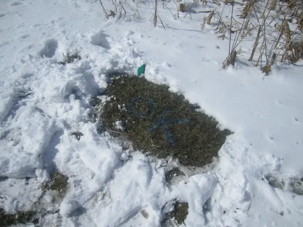 a view of a dry field with trees in the background