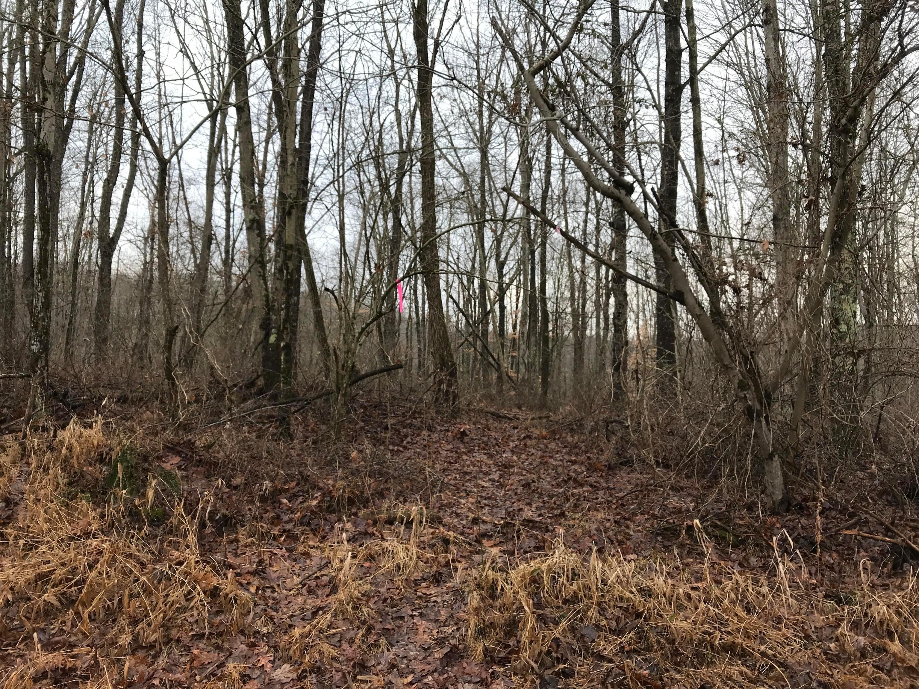 33986 West Buckingham Road Logan, OH 43138 - Photo 9 of 12