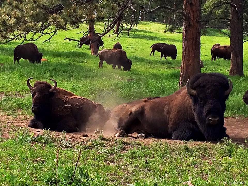 0 Mariposa Vale Golden, CO 80401 - Photo 11 of 16 a view of outdoor space and garden
