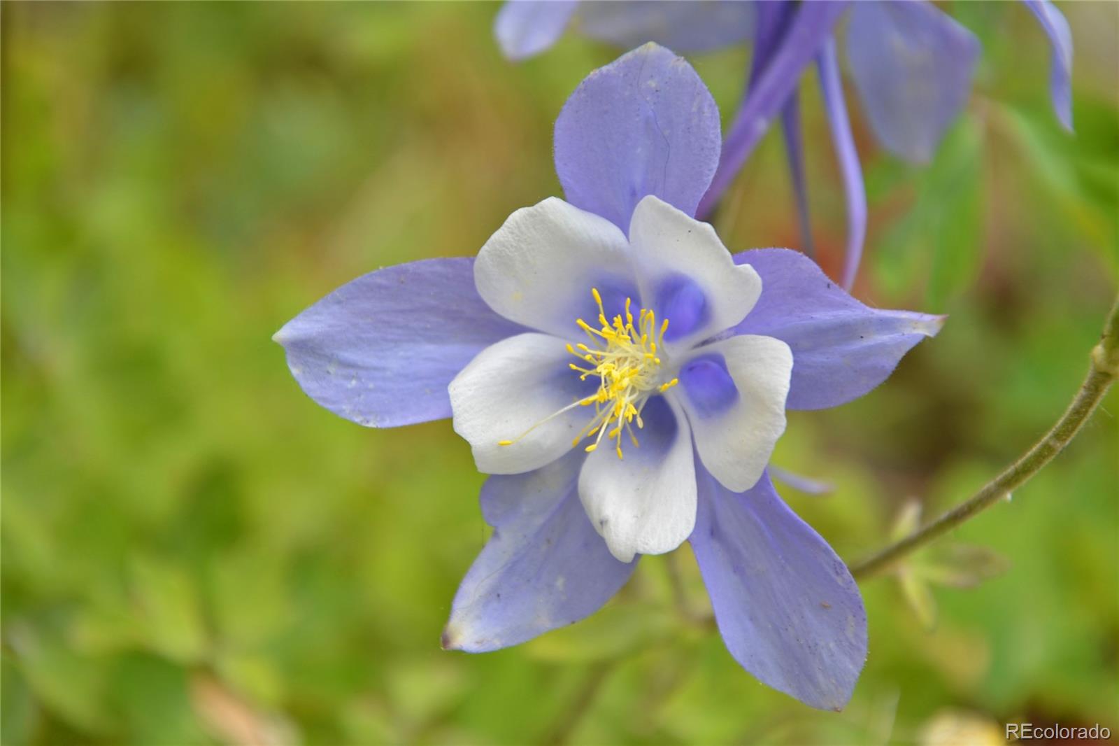 0 Mariposa Vale Golden, CO 80401 - Photo 12 of 16 a close up of a flower in a garden