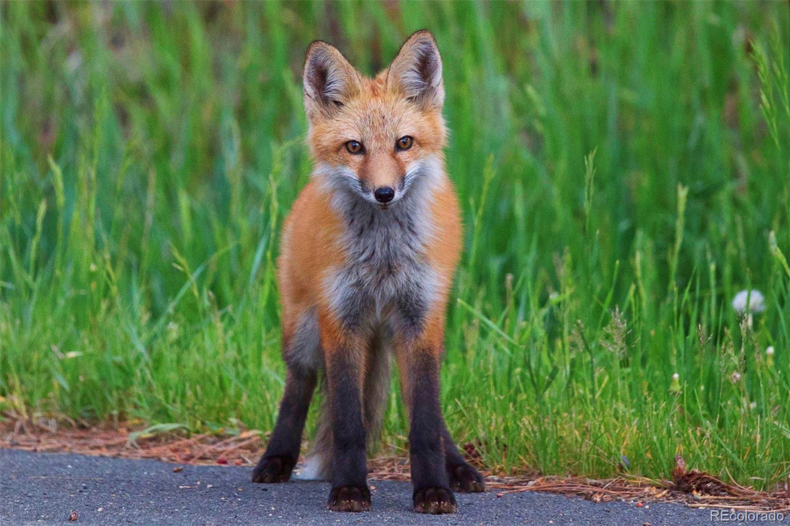 0 Mariposa Vale Golden, CO 80401 - Photo 13 of 16 a picture of a yard