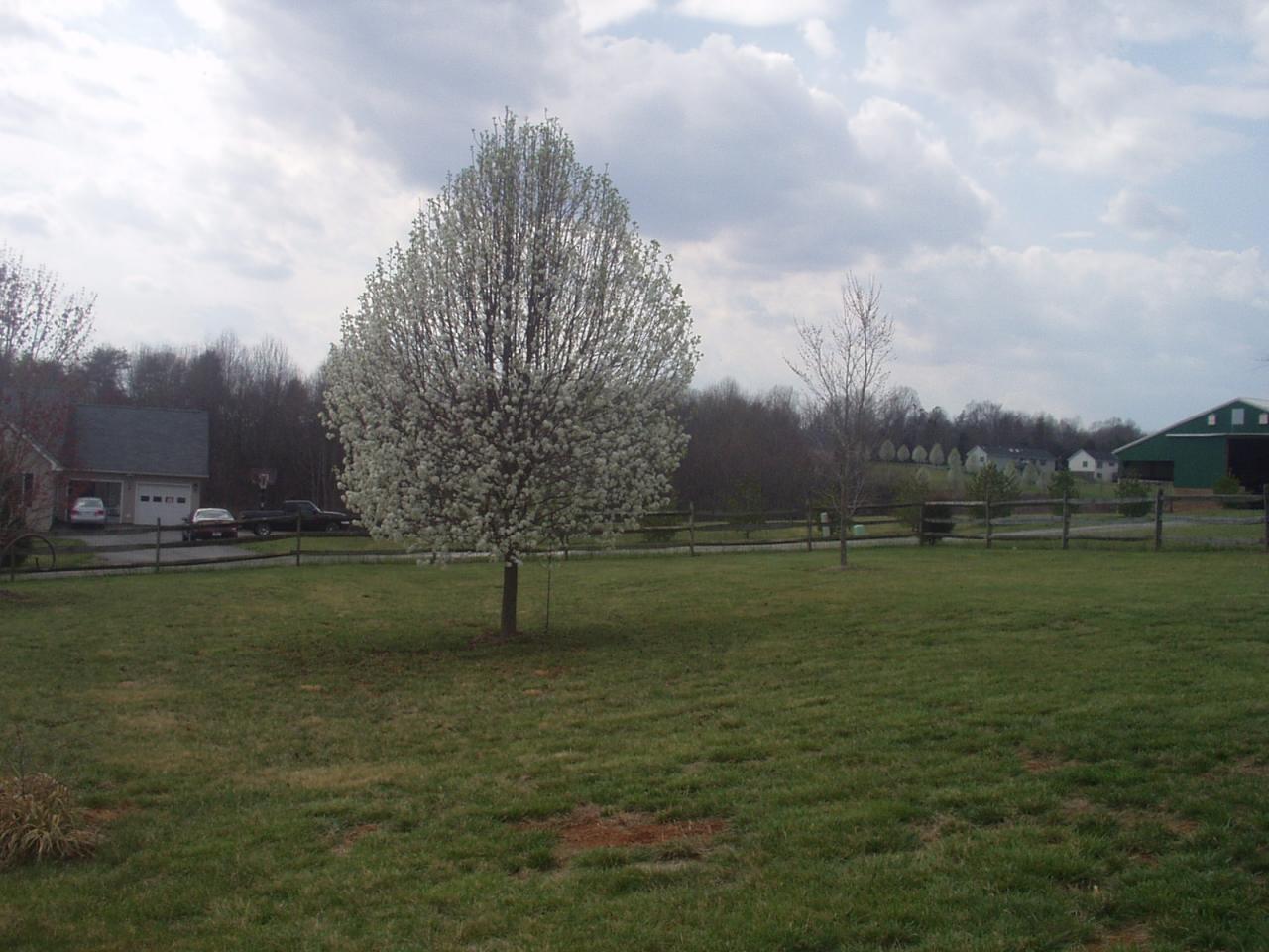 150 Teel Brooke Road Rocky Mount, VA 24151 - Photo 3 of 7 rear Yard