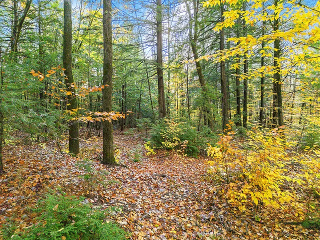 $149,900 | 0 South River Lane, Parsonsfield, ME 04047