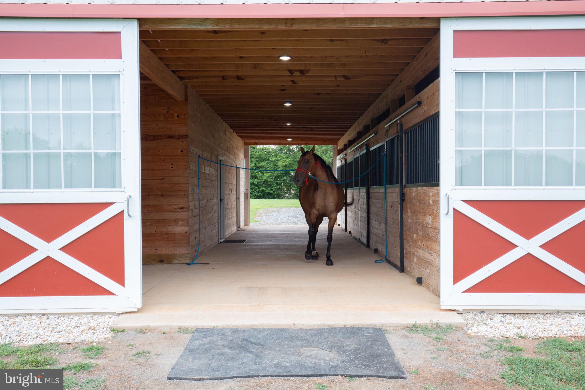 1815 Country Road Beaverdam, VA 23015 - Photo 51 of 92 MEET BEAUTIFUL"STAR" - 1 OF 4 HORSES ENJOYING LIFE