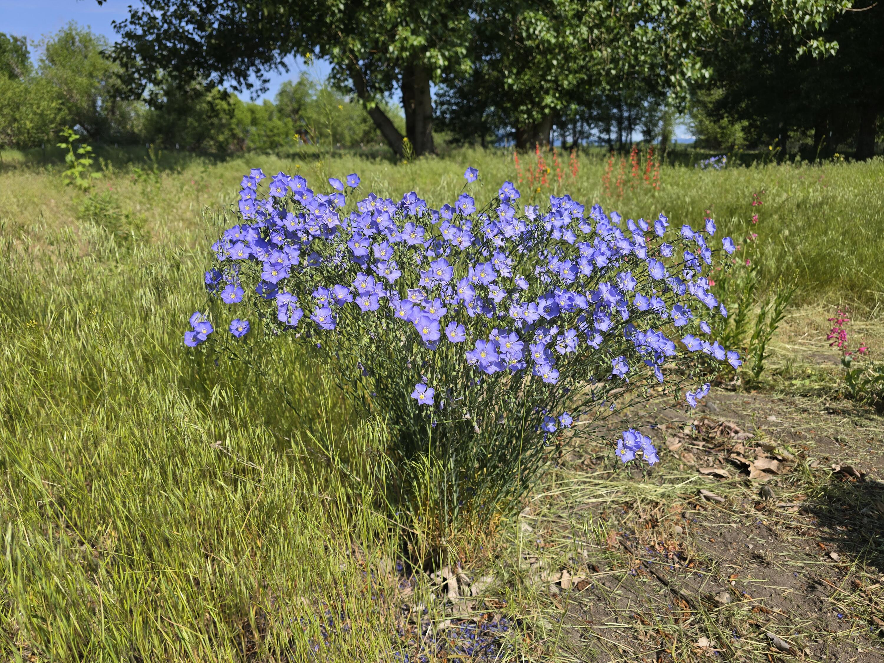 32158 Modoc Point Road Chiloquin, OR 97624 - Photo 25 of 37 a view of a flower in a yard