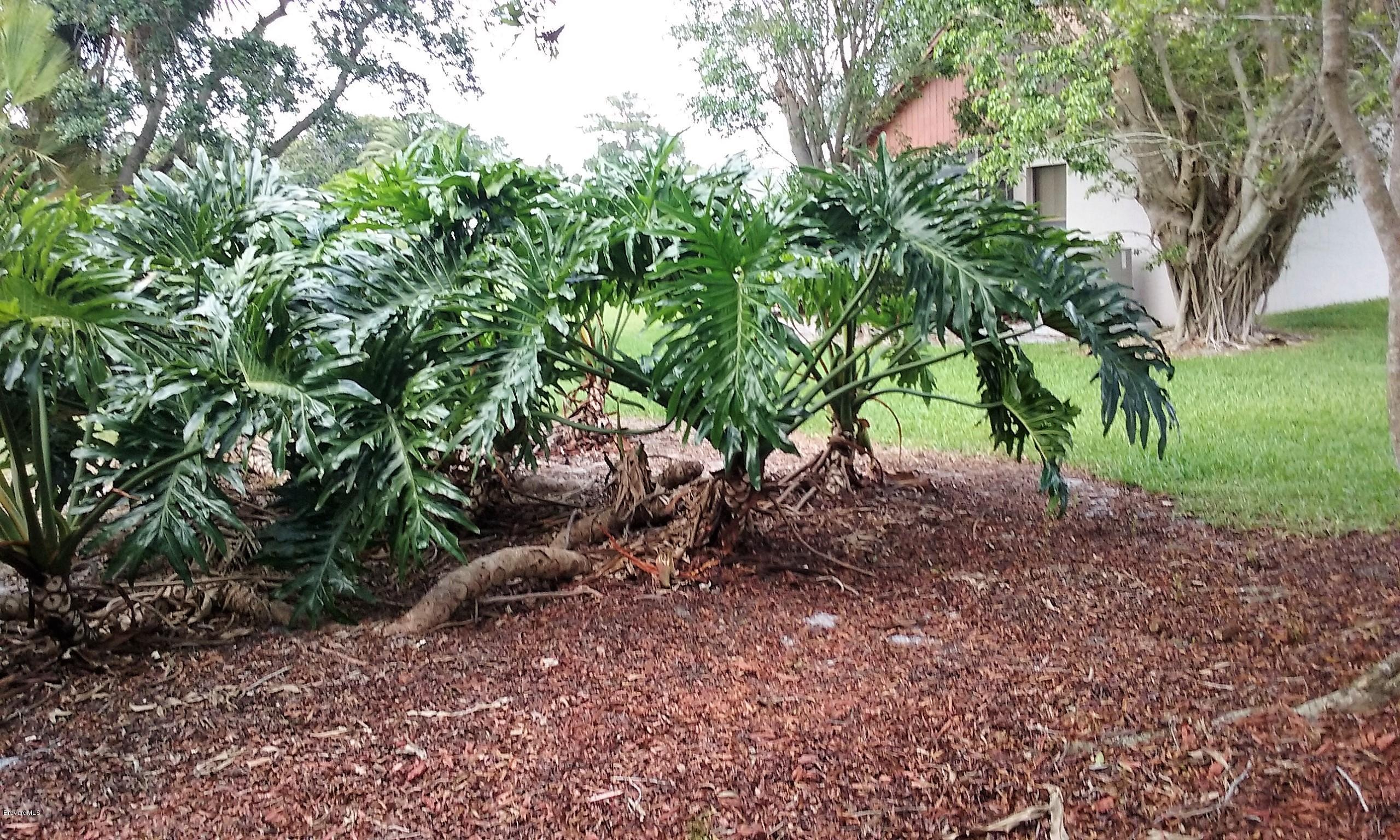 366 Myrtlewood Road Melbourne, FL 32940 - Photo 11 of 43 a view of a tree in a yard