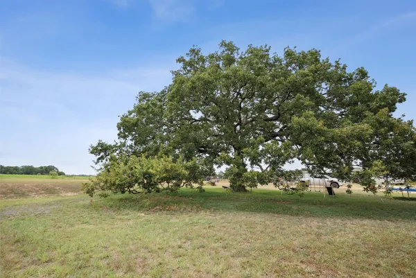 a view of tree next to a yard with a large tree