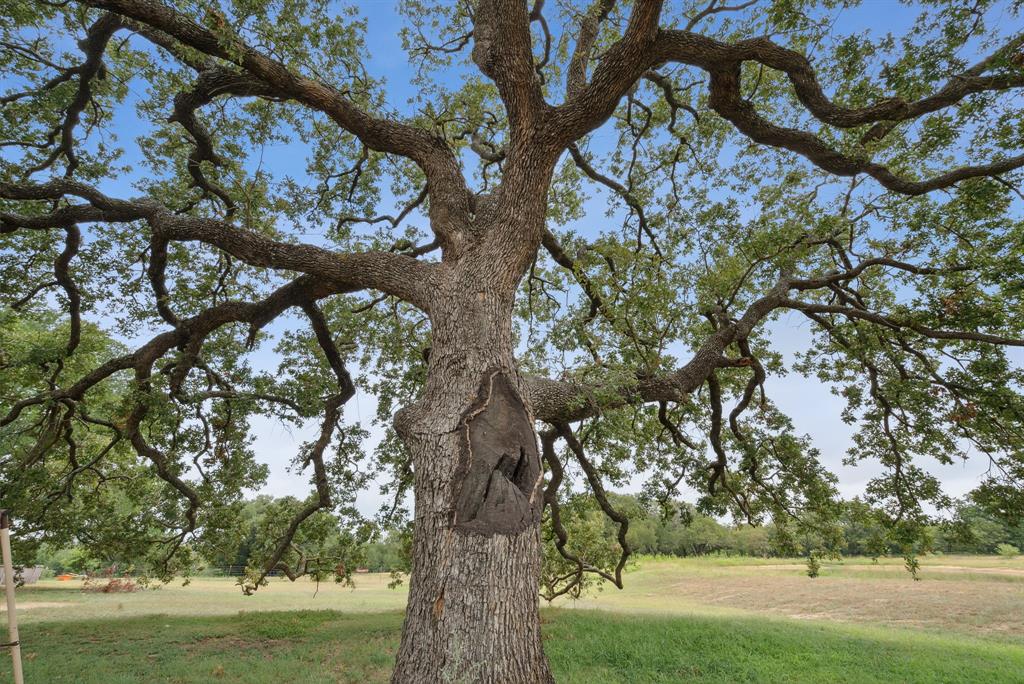 298 Townson Road Dublin, TX 76446 - Photo 38 of 40 a view of tree next to a yard with a large tree