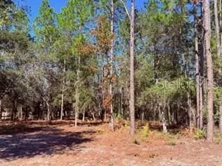 a view of a yard with trees