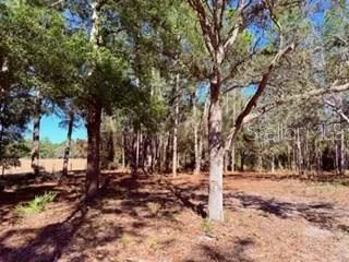 a tree covered with tall trees