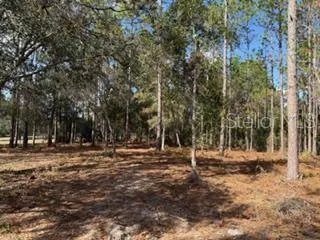 a view of a forest filled with trees