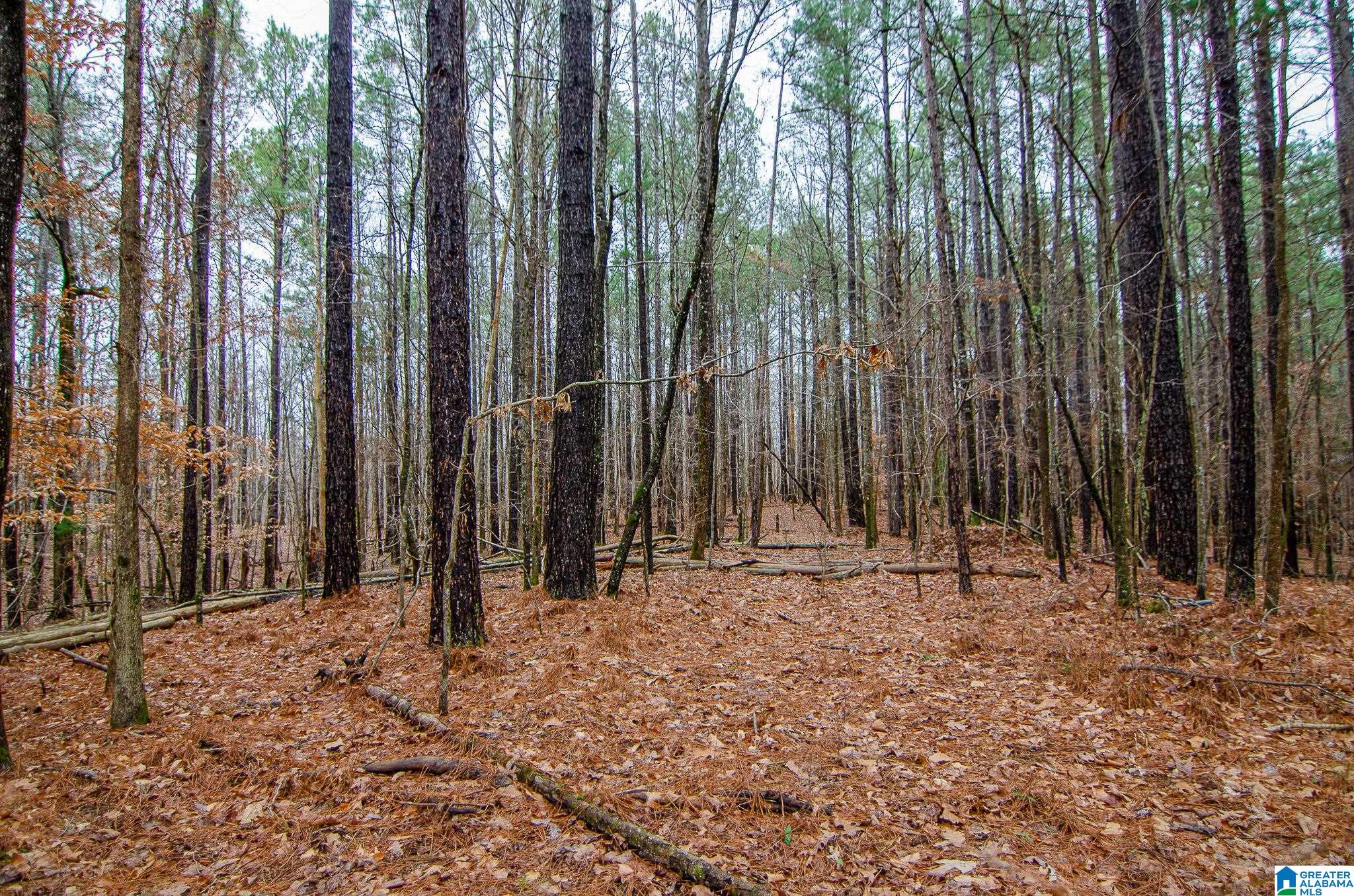 7 High Mesa Circle, Unit 7 Chelsea, AL 35043 - Photo 7 of 14