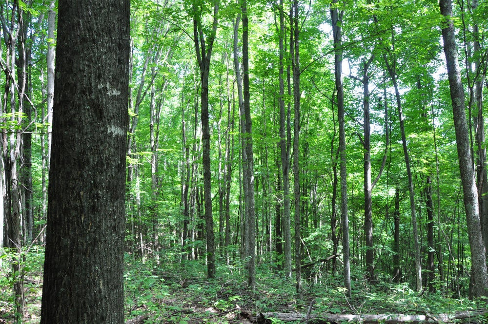 69 Ridge View Lane Sandstone, WV 25985 - Photo 25 of 63 Gallery Image 25
