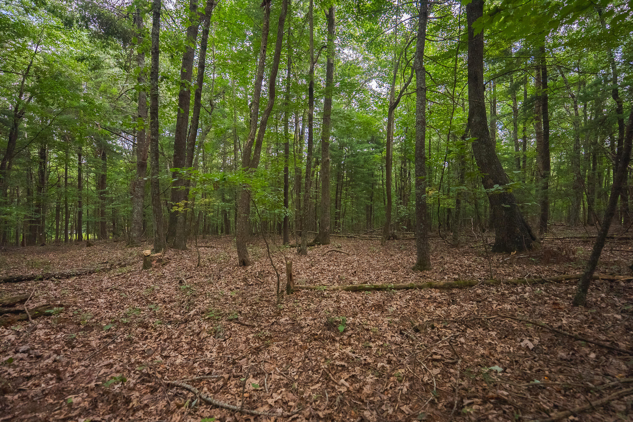 788 Jacks Mill Road Southeast Copper Hill, VA 24079 - Photo 66 of 73 DSC09558