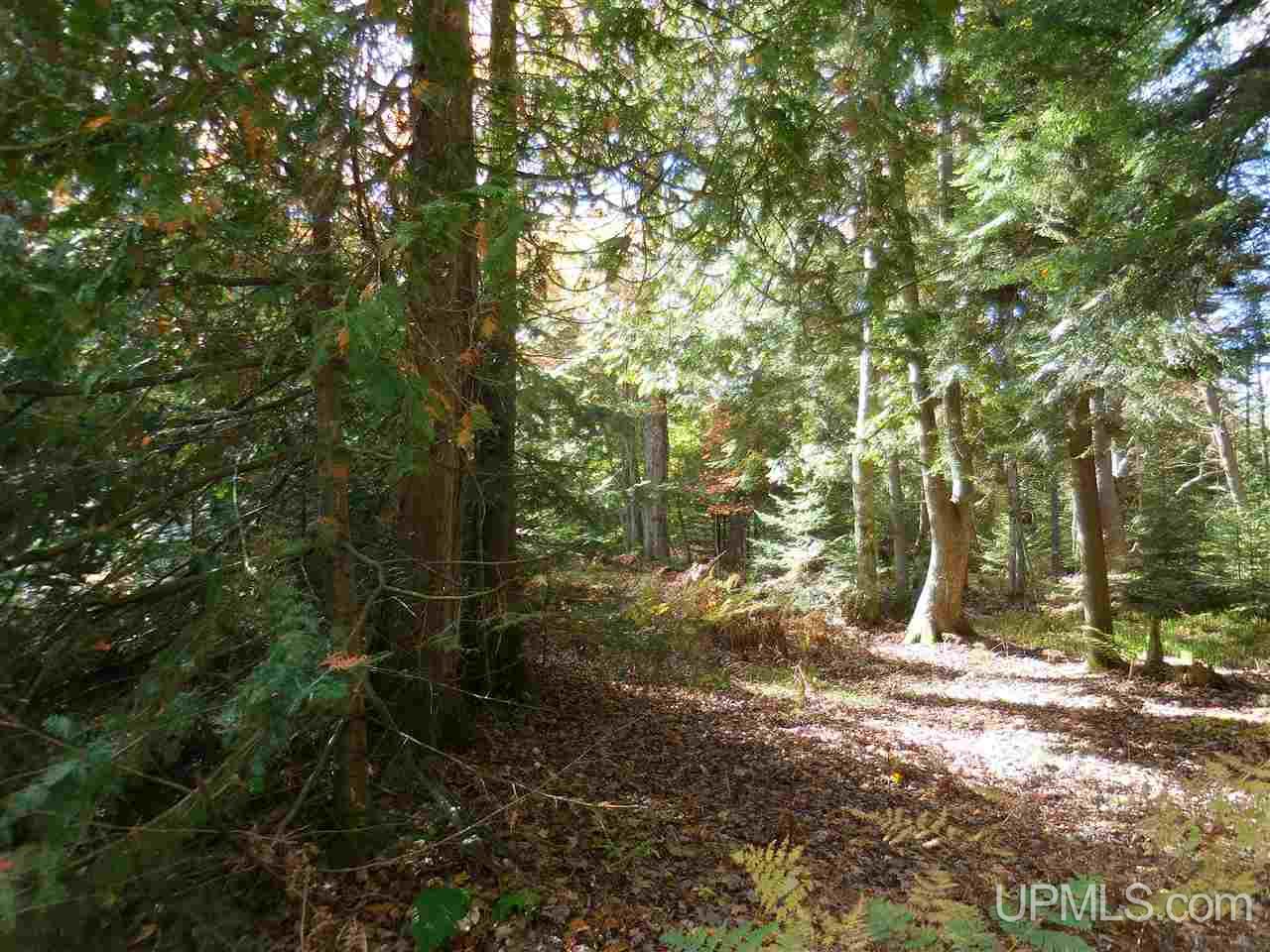 12 Acres Off Rice Road Manistique, MI 49854 - Photo 8 of 14