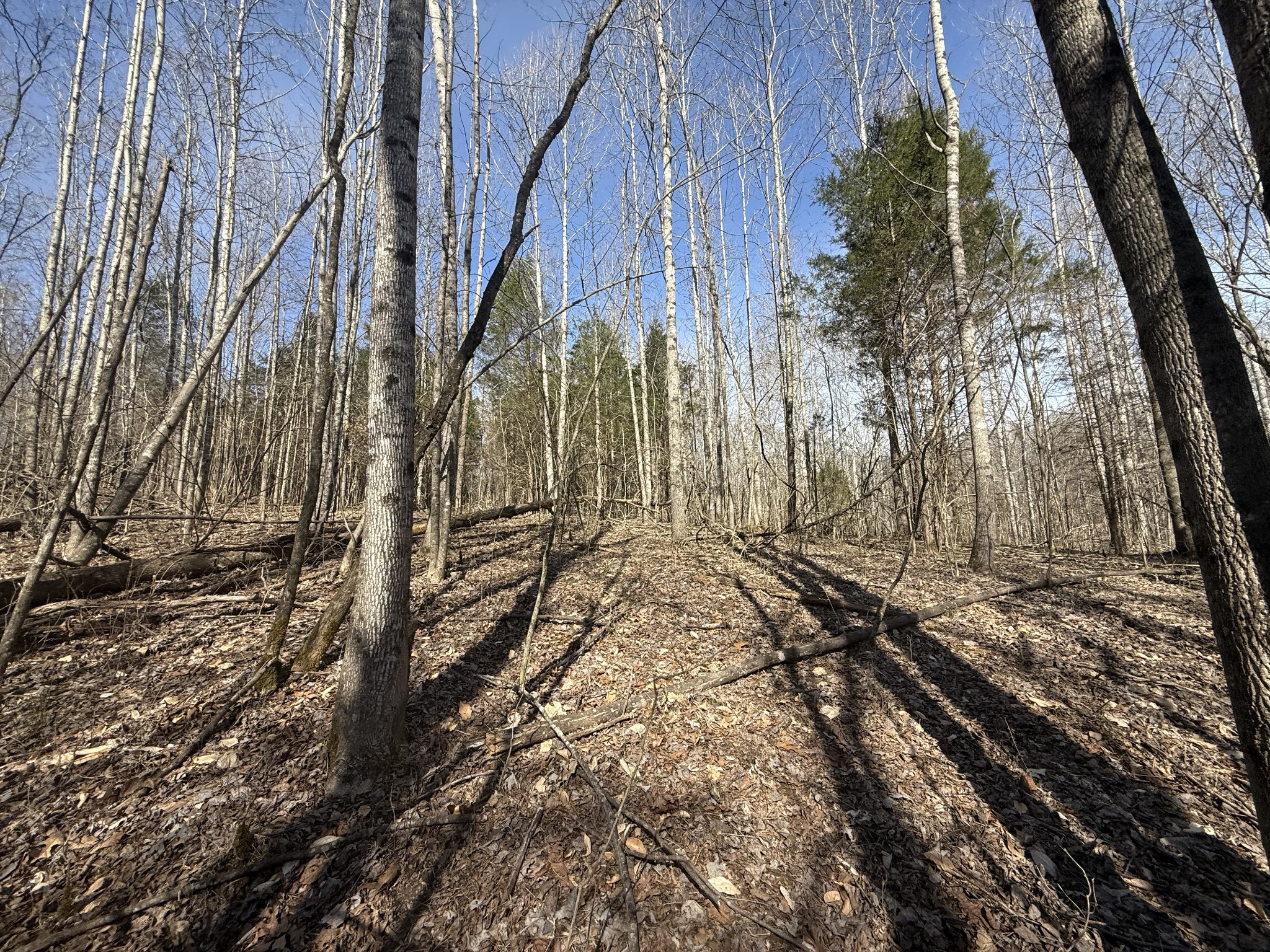 0 Epps Road Southside, TN 37171 - Photo 15 of 20 a view of a yard