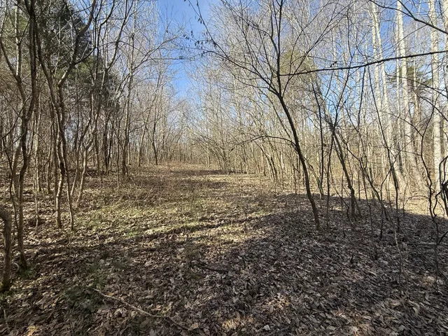 a view of a yard with trees