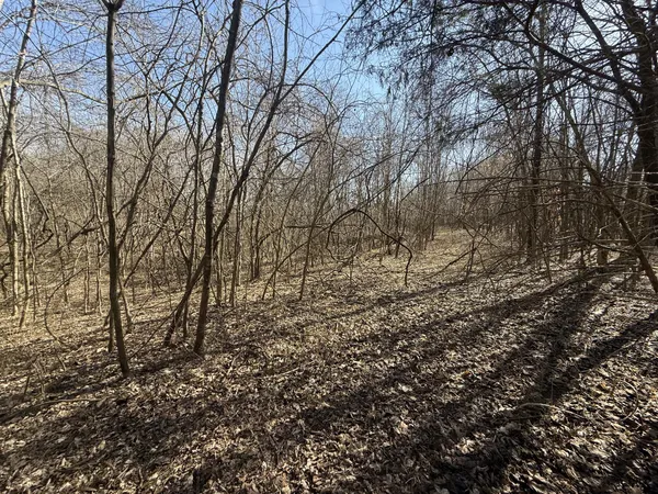 a view of a yard with large trees